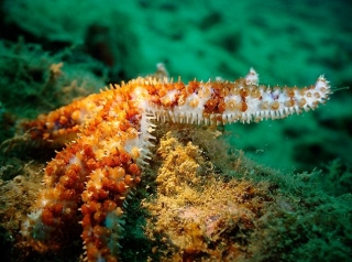  Sous la mer 